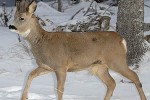 capreolus capreolus roe deer capreolus capreolus roe deer