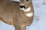 capreolus capreolus roe deer capreolus capreolus roe deer
