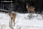 capreolus capreolus roe deer capreolus capreolus roe deer