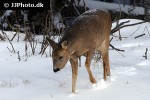 capreolus capreolus roe deer capreolus capreolus roe deer