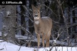 capreolus capreolus roe deer capreolus capreolus roe deer