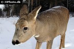 capreolus capreolus roe deer capreolus capreolus roe deer