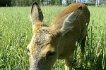 capreolus capreolus roe deer capreolus capreolus roe deer