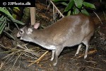 cephalophus monticola blue duiker deer cephalophus monticola blue duiker deer