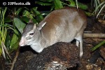 cephalophus monticola blue duiker deer cephalophus monticola blue duiker deer
