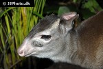 cephalophus monticola blue duiker deer cephalophus monticola blue duiker deer