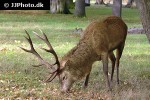 cervus elaphus red deer cervus elaphus red deer