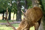 cervus elaphus red deer cervus elaphus red deer