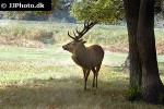 cervus elaphus red deer cervus elaphus red deer