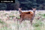 cervus elaphus red deer cervus elaphus red deer