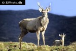 cervus elaphus red deer cervus elaphus red deer