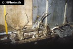 cervus elaphus red deer cervus elaphus red deer