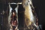 cervus elaphus red deer cervus elaphus red deer