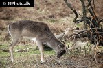 cervus elaphus red deer cervus elaphus red deer