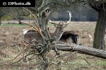 cervus elaphus red deer cervus elaphus red deer