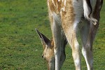 dama dama fallow deer dama dama fallow deer