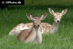 dama dama fallow deer dama dama fallow deer