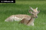 dama dama fallow deer dama dama fallow deer