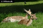 dama dama fallow deer dama dama fallow deer
