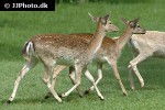 dama dama fallow deer dama dama fallow deer