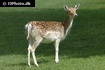 dama dama fallow deer dama dama fallow deer