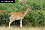 dama dama fallow deer dama dama fallow deer