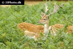 dama dama fallow deer dama dama fallow deer