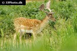dama dama fallow deer dama dama fallow deer