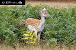 dama dama fallow deer dama dama fallow deer