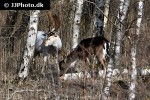 dama dama fallow deer dama dama fallow deer