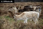 dama dama fallow deer dama dama fallow deer