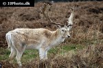 dama dama fallow deer dama dama fallow deer