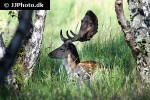 dama dama fallow deer dama dama fallow deer