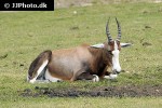 damaliscus pygargus phillipsi blesbok damaliscus pygargus phillipsi blesbok