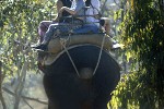 elephas maximus asian elephant elephas maximus asian elephant