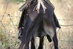 equus asinus donkey equus asinus donkey