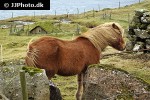 equus caballus horse equus caballus horse