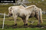 equus caballus horse equus caballus horse