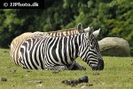 equus quagga borensis maneless zebra equus quagga borensis maneless zebra