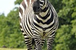 equus quagga borensis maneless zebra equus quagga borensis maneless zebra