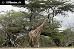 giraffa camelopardalis giraffe giraffa camelopardalis giraffe