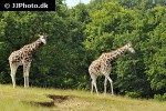 giraffa camelopardalis giraffe giraffa camelopardalis giraffe