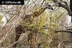 giraffa camelopardalis giraffe giraffa camelopardalis giraffe