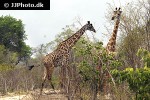 giraffa camelopardalis giraffe giraffa camelopardalis giraffe