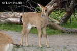 hippotragus niger sable antelope hippotragus niger sable antelope