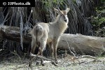 kobus ellipsiprymnus waterbuck kobus ellipsiprymnus waterbuck