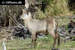 kobus ellipsiprymnus waterbuck kobus ellipsiprymnus waterbuck