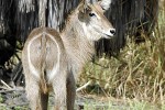 kobus ellipsiprymnus waterbuck kobus ellipsiprymnus waterbuck