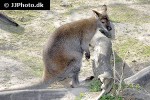 macropus rufogriseus red necked wallaby kangaroo macropus rufogriseus red necked wallaby kangaroo