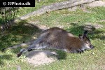 macropus rufogriseus red necked wallaby kangaroo macropus rufogriseus red necked wallaby kangaroo